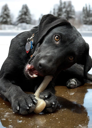 Hockey Stick Nylon Dog Chew Toy - Ultra-Durable for Aggressive Chewers USA