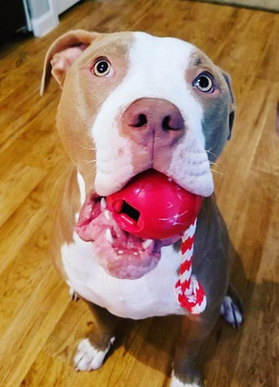 USA-K9 Cherry Bomb Rubber Dog Chew Toy | K9 Handler Reward Toy | Blue | USA Made