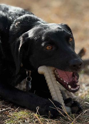 Tough Bone Nylon Chew Bone | Ultra-Durable Dog Toy for Aggressive Chewers | SodaPup