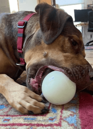 Dog Treat Dispensers