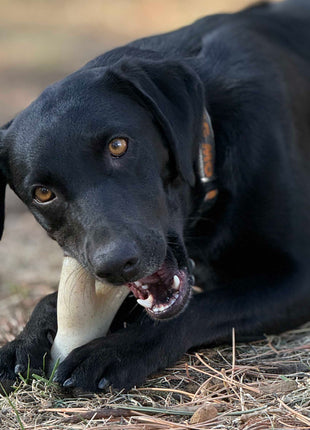 Ever Antler Nylon Chew Bone | Elk Antler Shaped Dog Toy for Aggressive Chewers | SodaPup