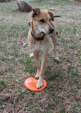 Bottle Top Flyer Rubber Frisbee for Dogs | Orange | Vet Approved | USA Made
