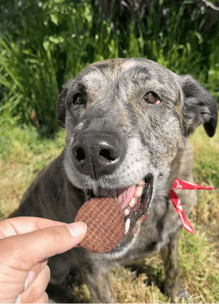 Beef Chips Dog Treats | Single-Ingredient Healthy Treats for Dogs