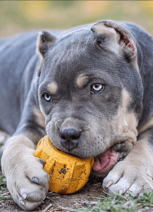 Gear eDispenser - Durable Rubber Yak Chew Holder & Treat Pocket | USA Made