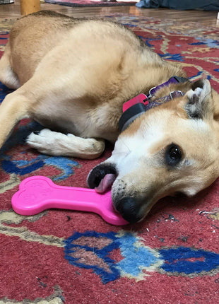Bone eChew Ultra Durable Nylon Dog Chew Toy for Aggressive Chewers | USA Made