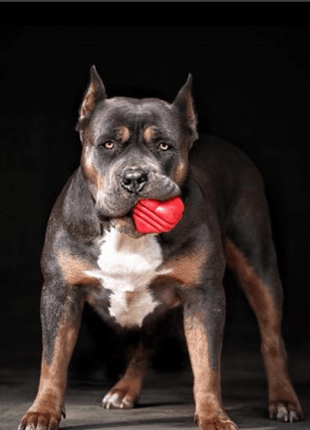 Heart on a String Dog Toy - Durable Rubber Tug Toy for Large Dogs | USA Made