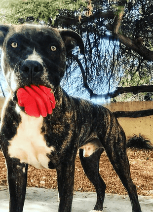 Heart on a String Dog Toy - Durable Rubber Tug Toy for Large Dogs | USA Made