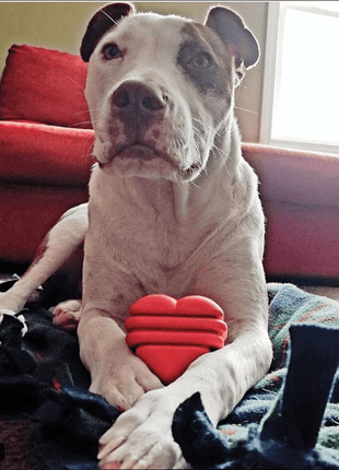 Heart on a String Dog Toy - Durable Rubber Tug Toy for Large Dogs | USA Made