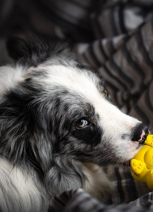 Honey Bear eDispenser - Durable Rubber Treat Dispenser for Dogs | USA Made