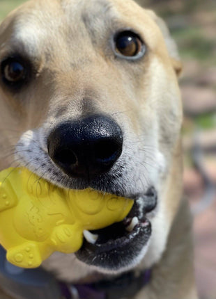 Honey Bear eDispenser - Durable Rubber Treat Dispenser for Dogs | USA Made