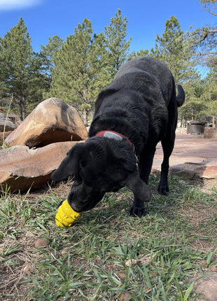 Honey Bear eDispenser - Durable Rubber Treat Dispenser for Dogs | USA Made