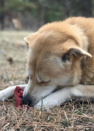 Cherry Pie Nylon Dog Chew Toy for Aggressive Chewers | USA Made | SodaPup