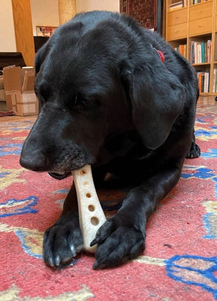 MOD Bone Nylon Dog Chew Toy for Aggressive Chewers | USA Made