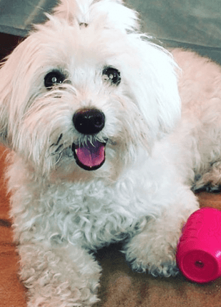 Puppy Can Toy Rubber Chew Toy for Teething Puppies | Treat Dispenser | USA Made