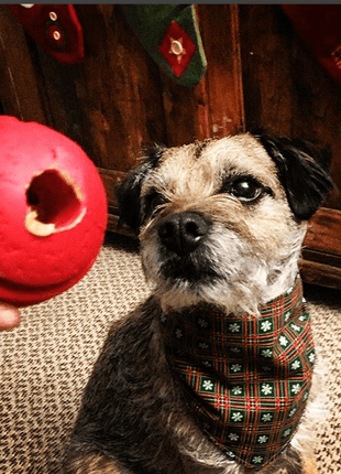 USA-K9 Stars and Stripes Rubber Dog Toy | K9 Handler Reward Toy | Red | USA Made